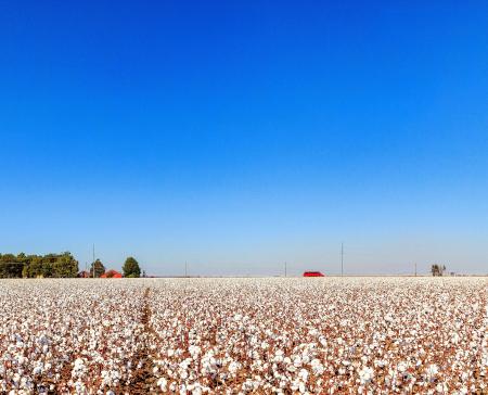 Cotton
