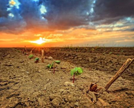 Cotton Emerging