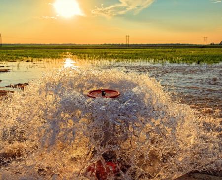 Irrigating A Rice Field