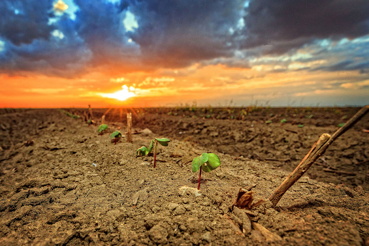 Cotton Emerging