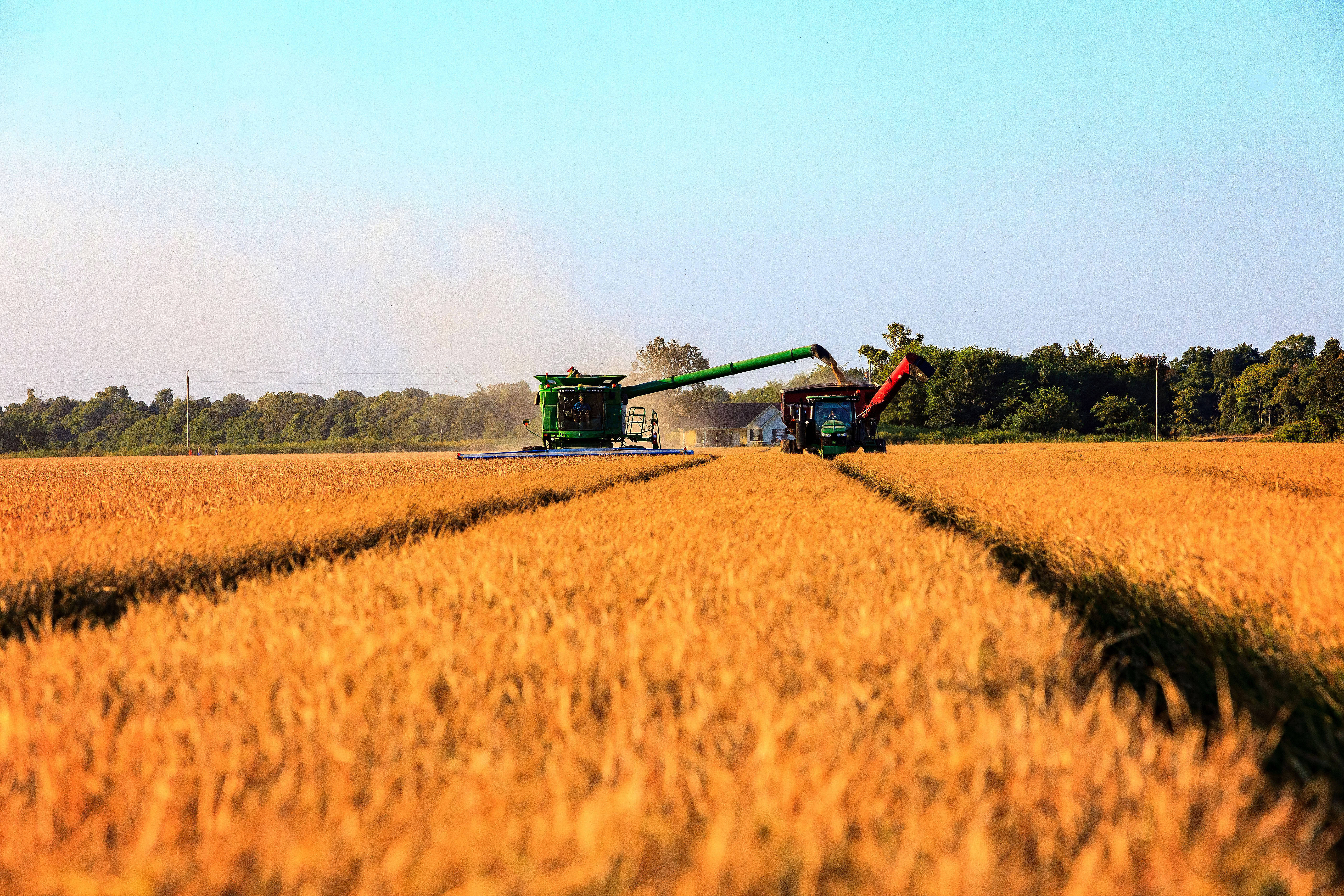 Rice Harvest