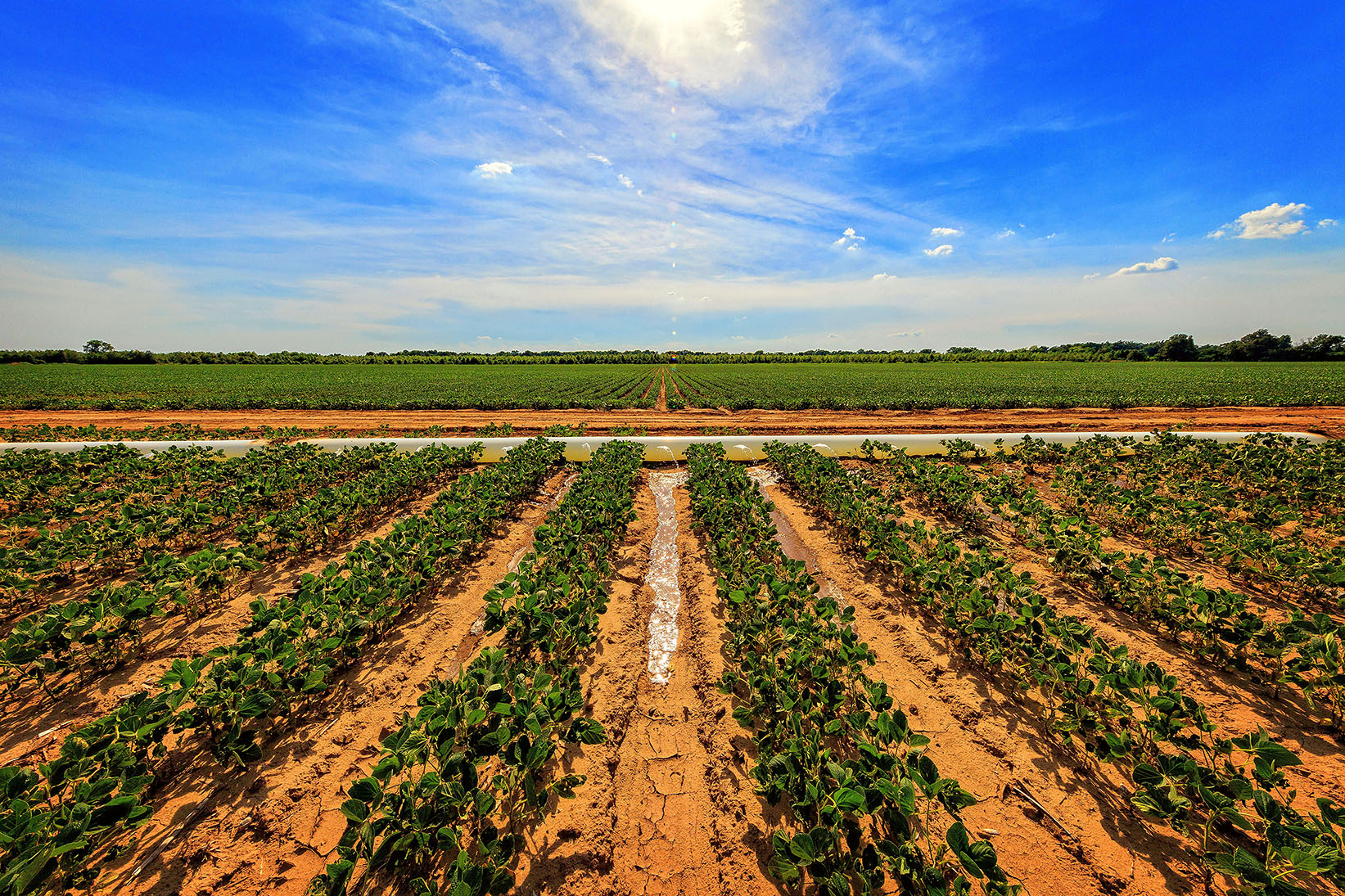 Soybeans