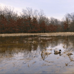 Ducks