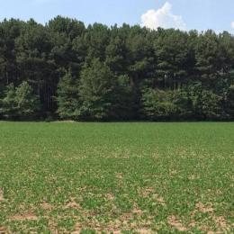 Soybeans
