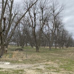 Orchard