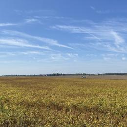 Soybeans