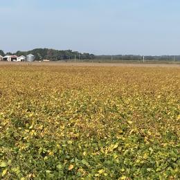 Soybeans