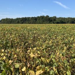 Soybeans