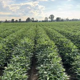 Soybeans