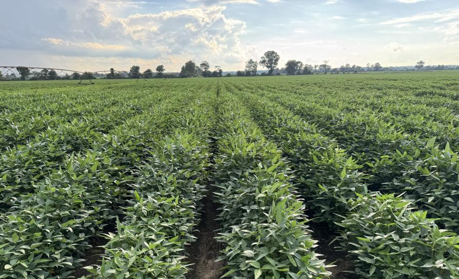 Soybeans