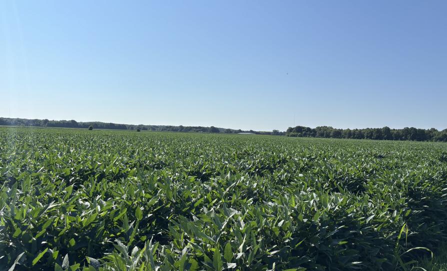 Soybeans
