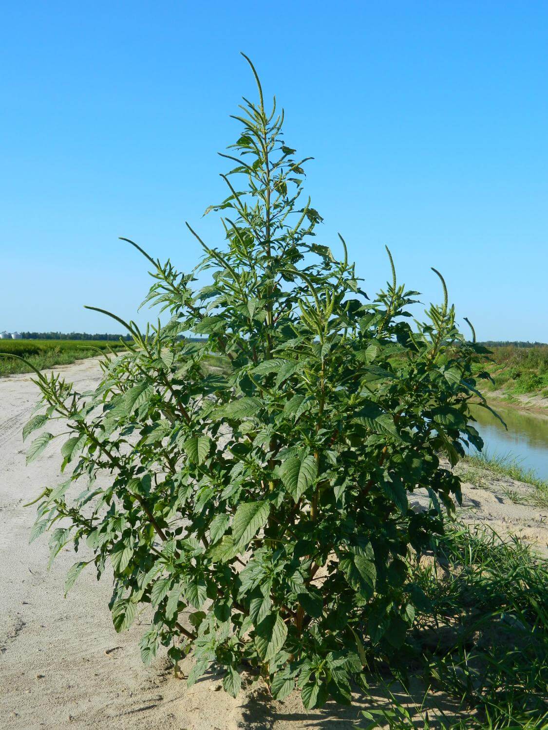 Weed Control:  Why Landowners Should Care